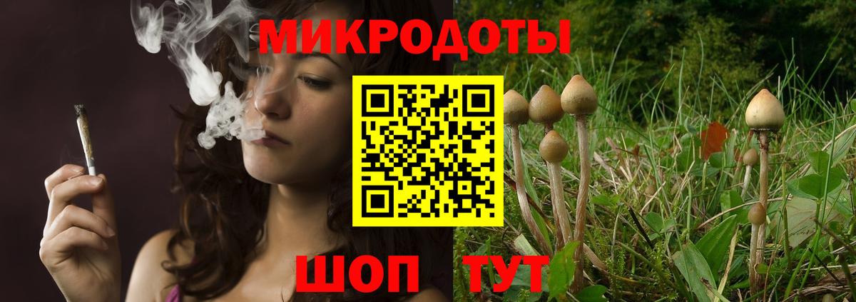 Псилоцибиновые грибы Psilocybe Котельники